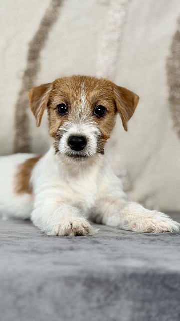 szczeniak Jack Russell terrier