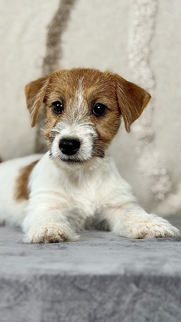 szczeniak Jack Russell terrier