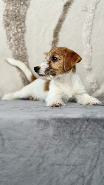 szczeniak Jack Russell terrier