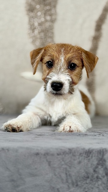 szczeniak Jack Russell terrier
