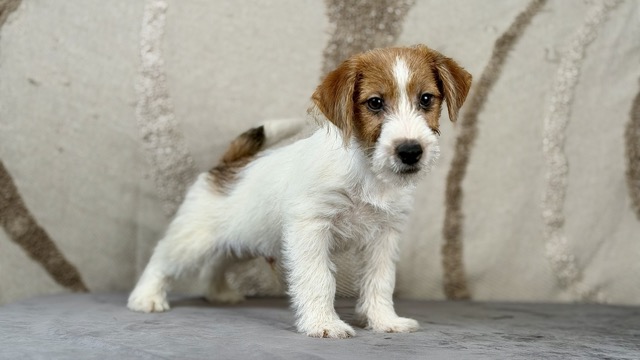 szczeniak Jack Russell terrier