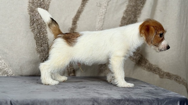 szczeniak Jack Russell terrier