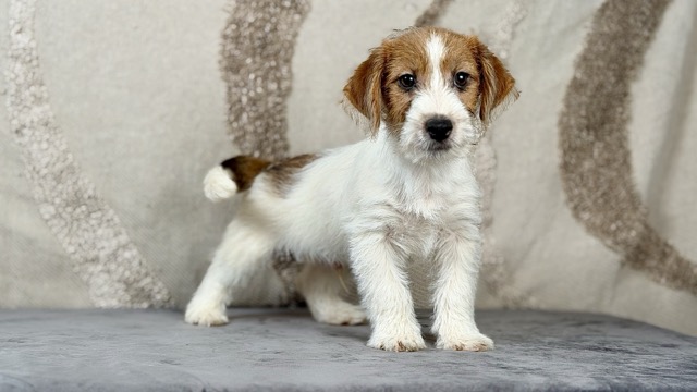szczeniak Jack Russell terrier