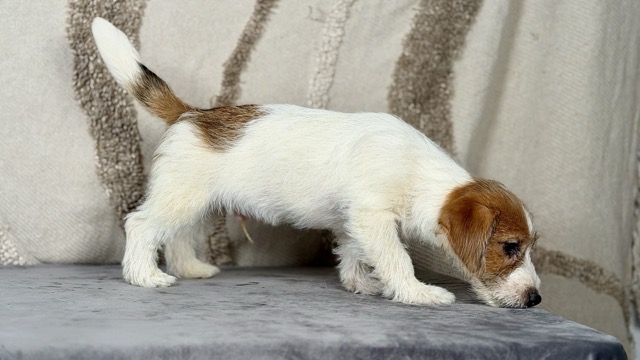 szczeniak Jack Russell terrier