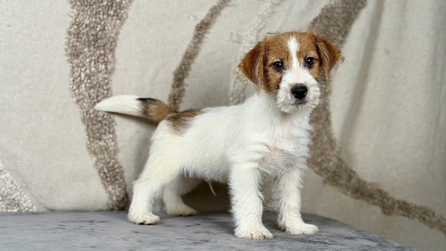 szczeniak Jack Russell terrier