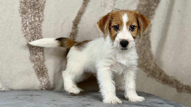szczeniak Jack Russell terrier