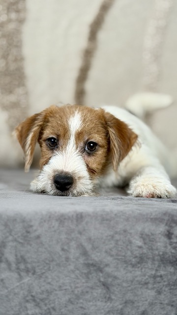szczeniak Jack Russell terrier