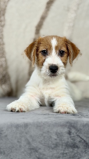 szczeniak Jack Russell terrier
