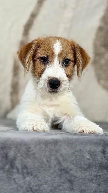 szczeniak Jack Russell terrier