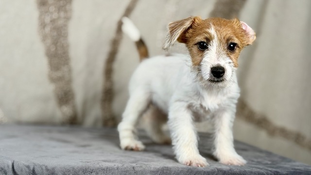 szczeniak Jack Russell terrier