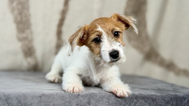 szczeniak Jack Russell terrier
