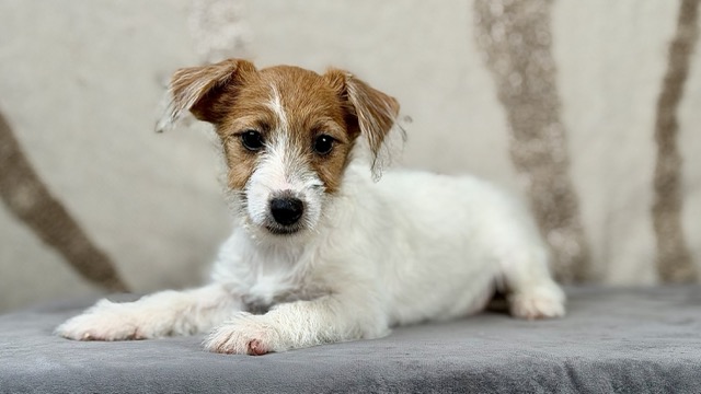 szczeniak Jack Russell terrier