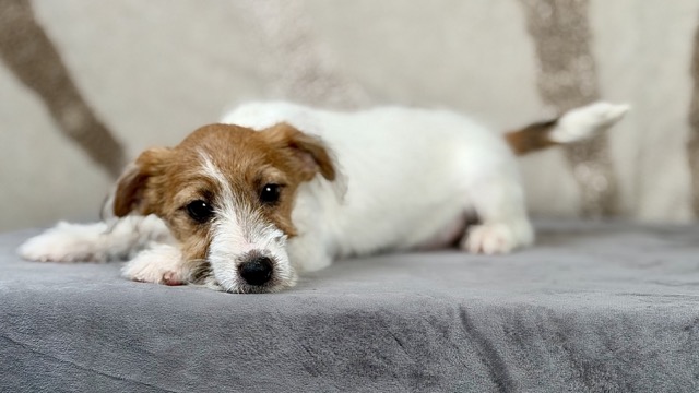 szczeniak Jack Russell terrier