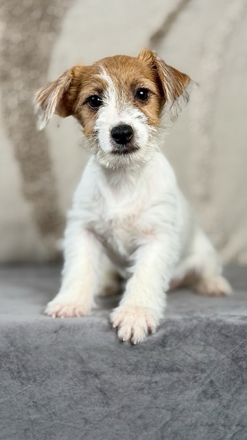 szczeniak Jack Russell terrier