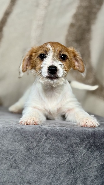 szczeniak Jack Russell terrier