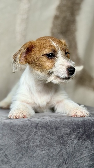 szczeniak Jack Russell terrier