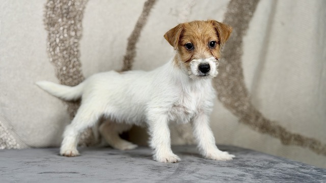 szczeniak Jack Russell terrier