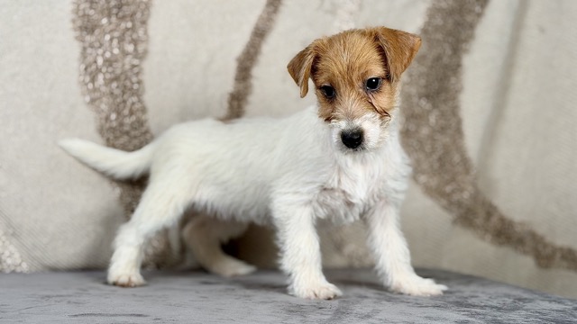 szczeniak Jack Russell terrier