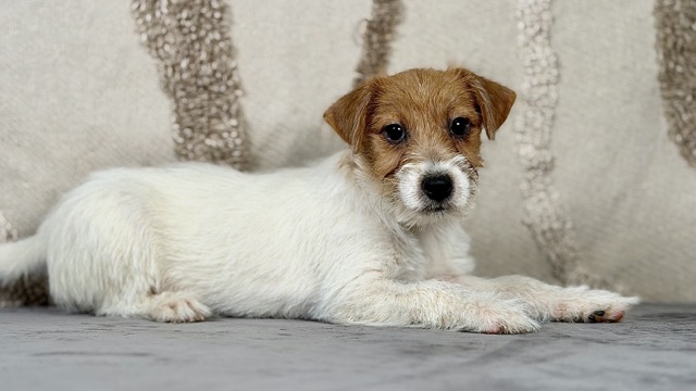 szczeniak Jack Russell terrier