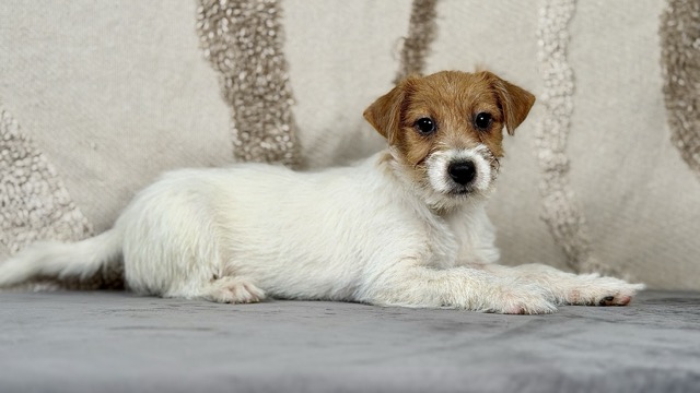 szczeniak Jack Russell terrier