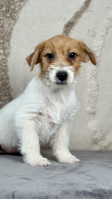 szczeniak Jack Russell terrier