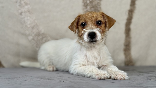 szczeniak Jack Russell terrier