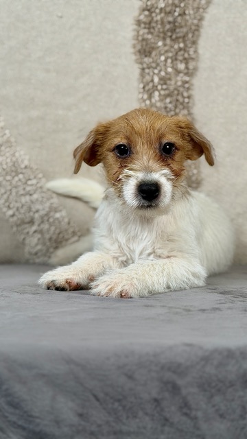 szczeniak Jack Russell terrier