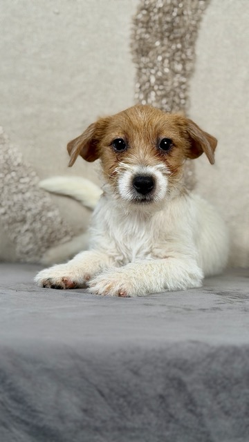 szczeniak Jack Russell terrier