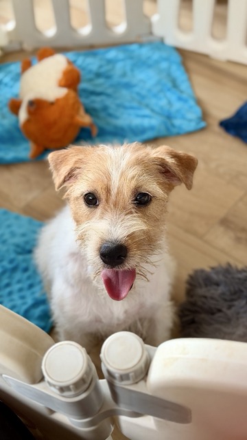 suczka Jack Russell terrier