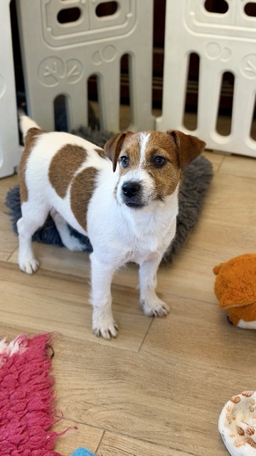 jack russell terrier