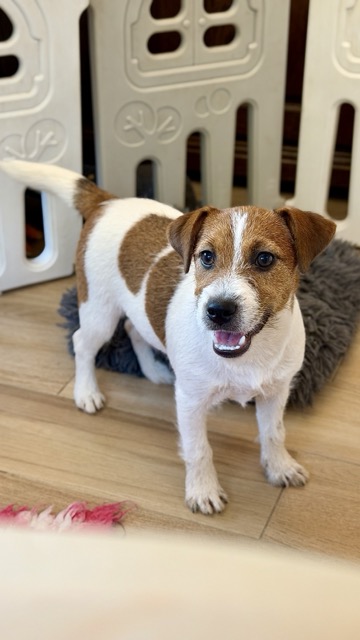 jack russell terrier