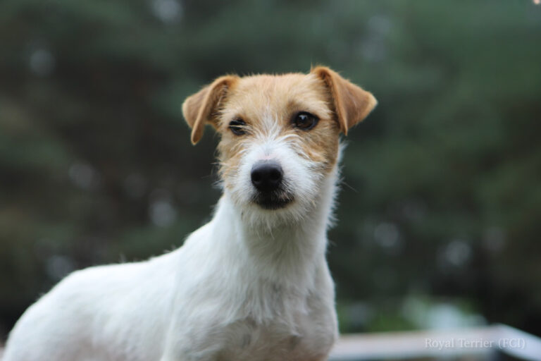 jack russell terrier szorstkowłosy