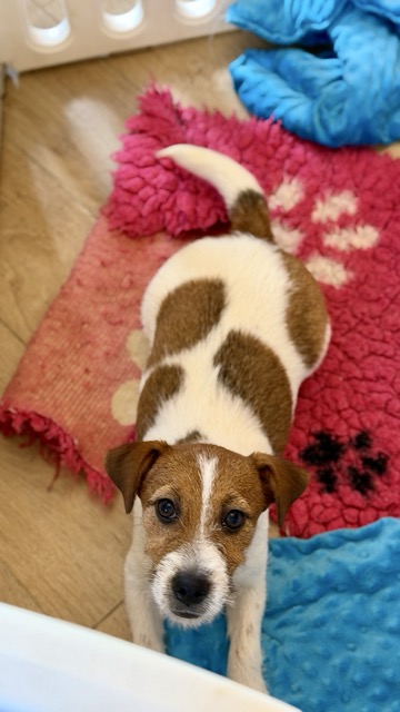 jack russell terrier