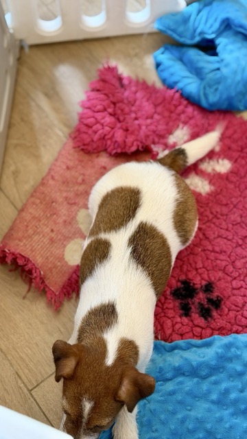 jack russell terrier