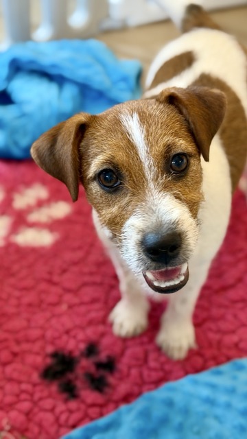 suczka Jack Russell terrier