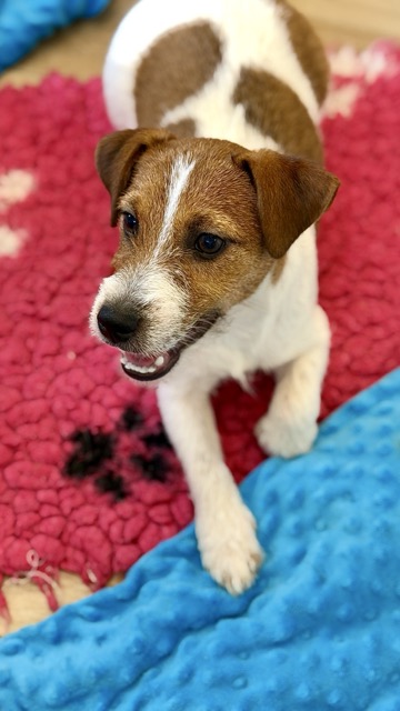 jack russell terrier
