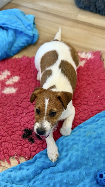 jack russell terrier