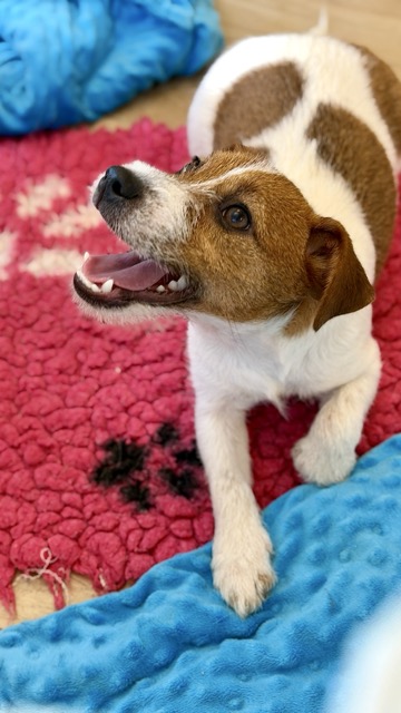 jack russell terrier