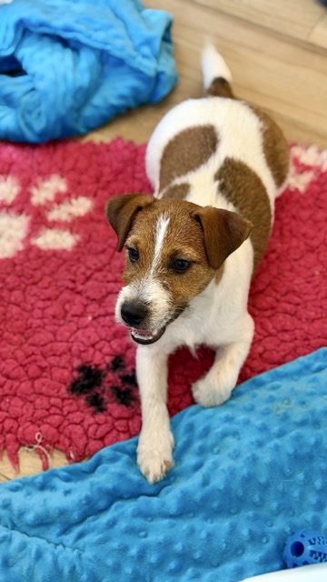 jack russell terrier