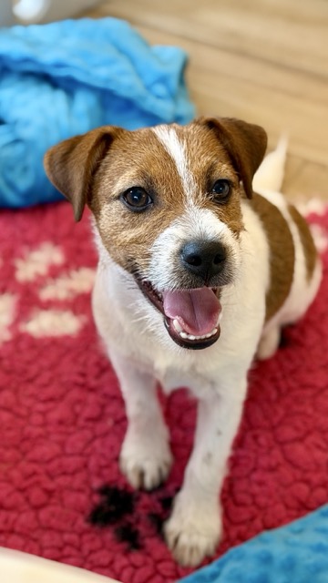 jack russell terrier