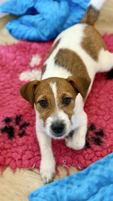 jack russell terrier