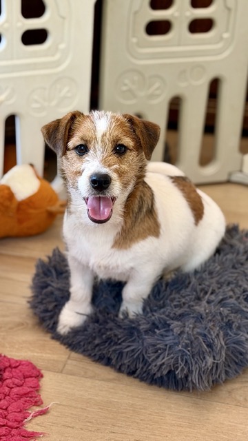 suczka Jack Russell terrier