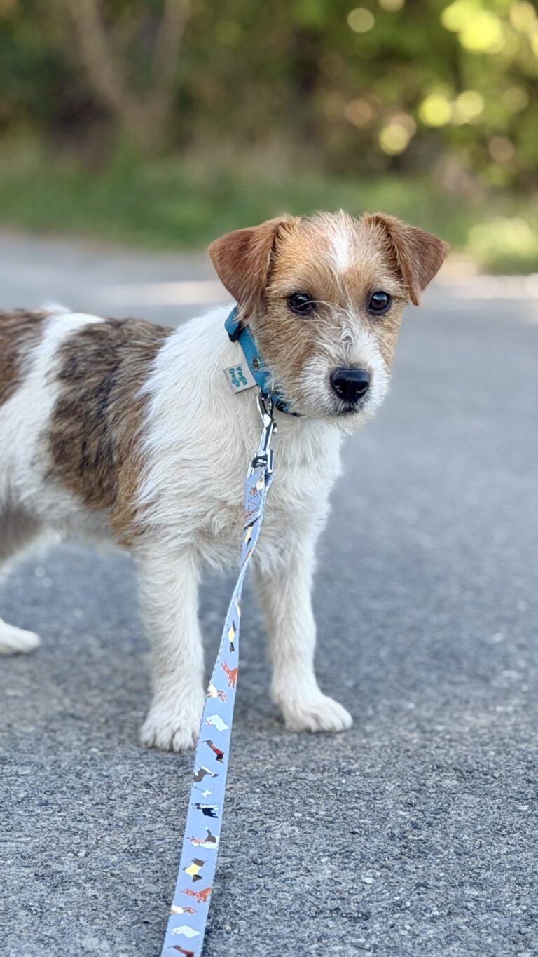 jack russell terrier