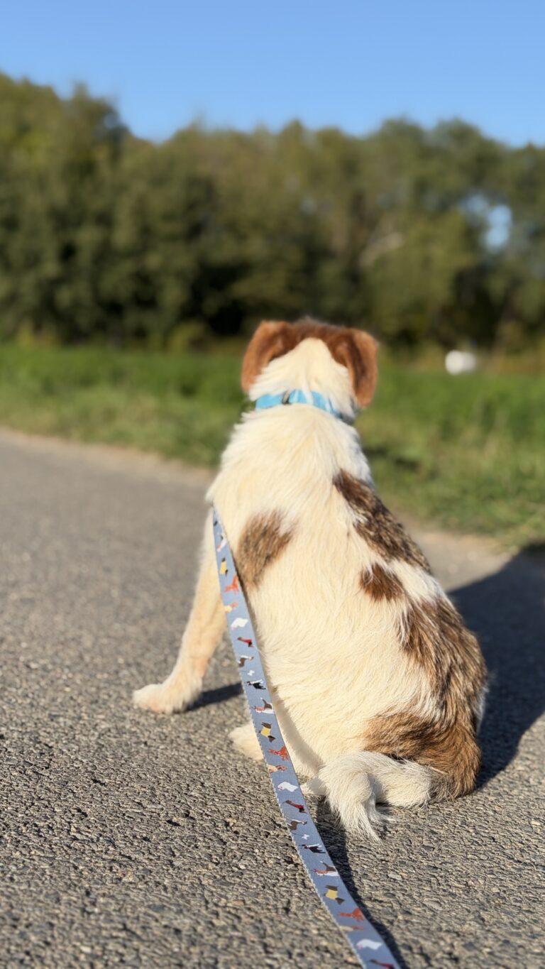 jack russell terrier