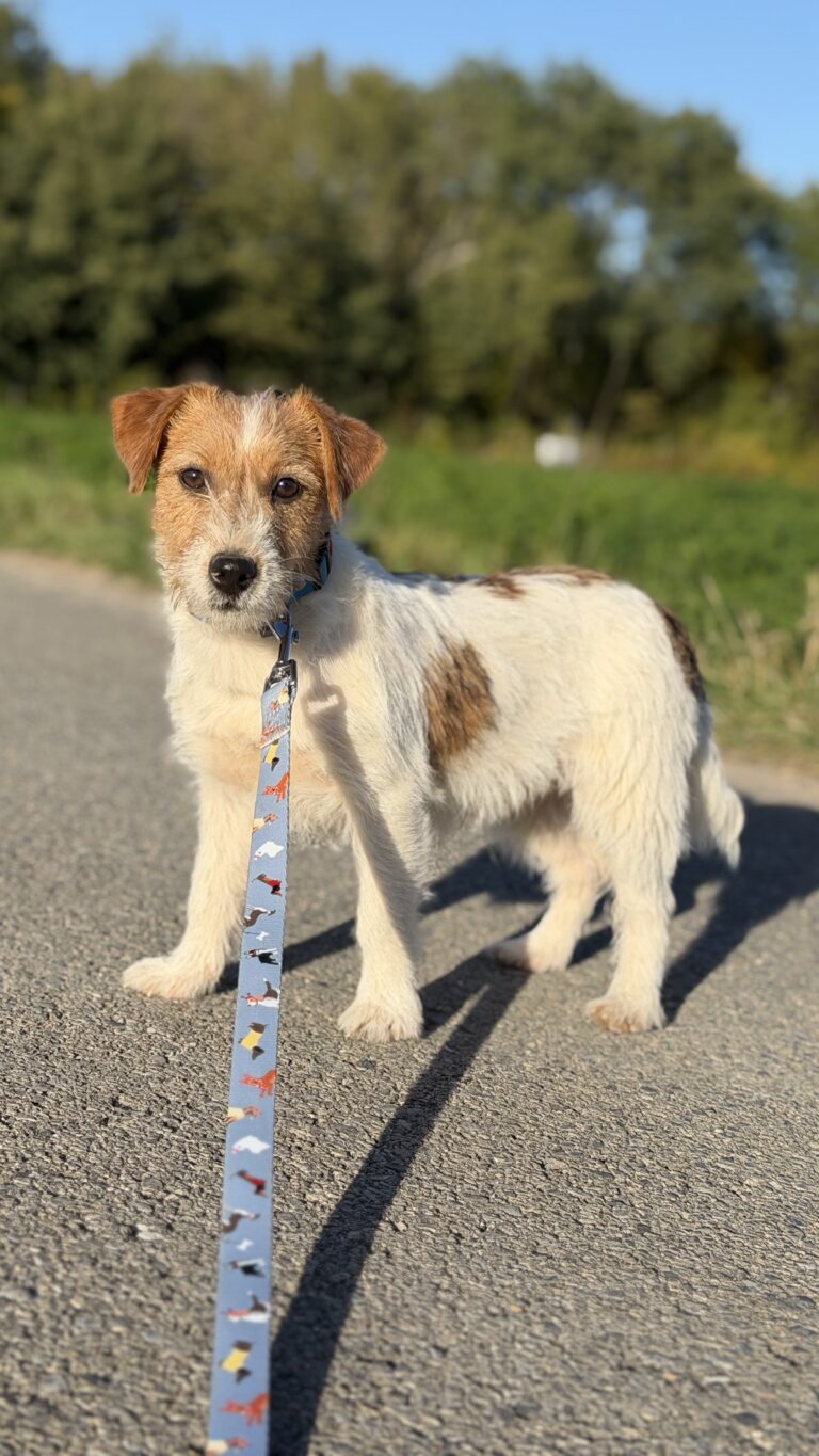 jack russell terrier
