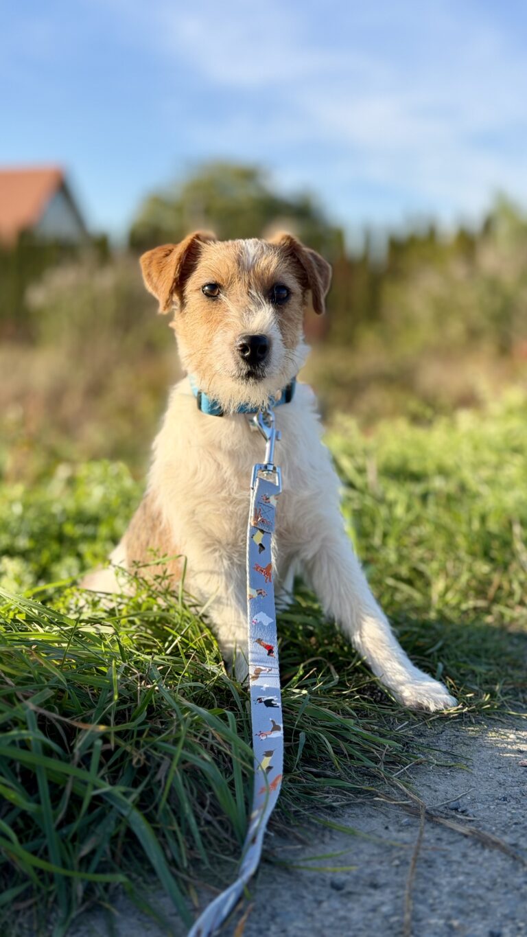 jack russell terrier