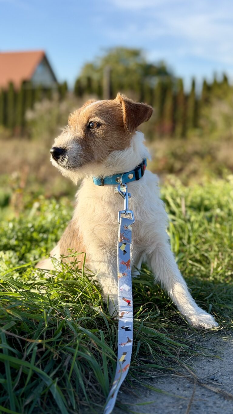 jack russell terrier