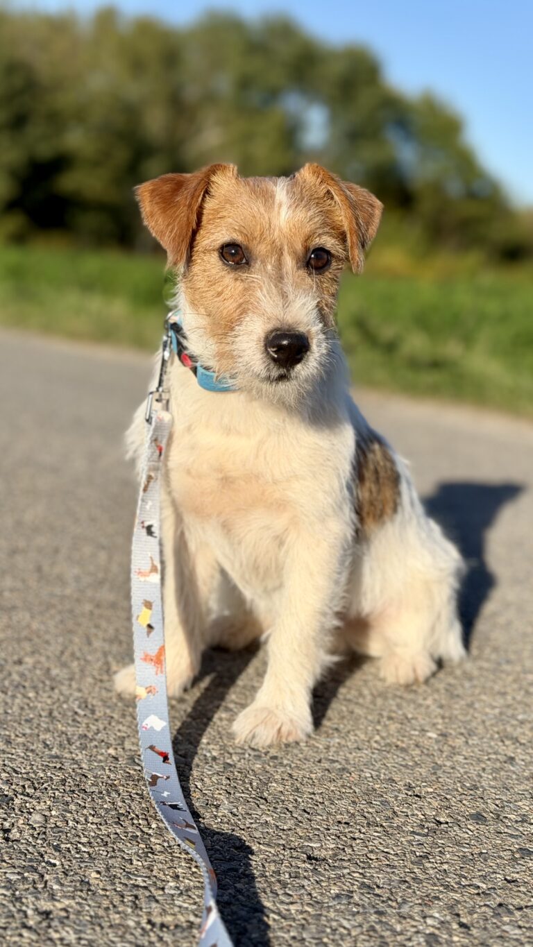 jack russell terrier