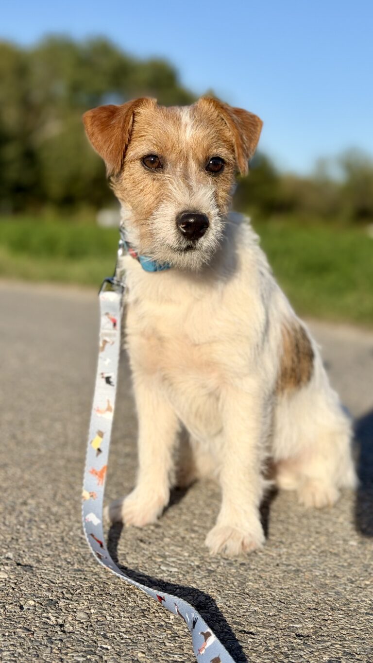 jack russell terrier