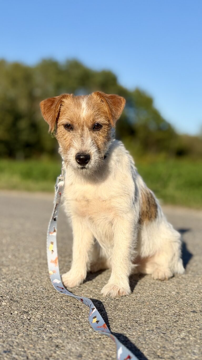 jack russell terrier